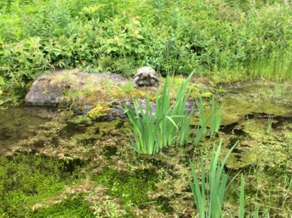 pond, turtle on rock, reeds