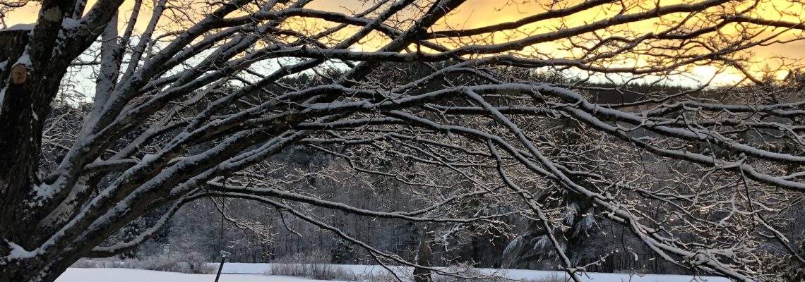sunrise looking east, bird feeder, maple tree on left