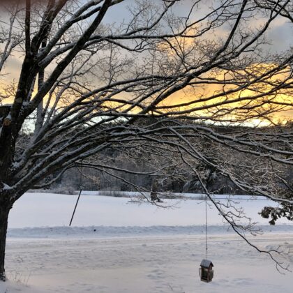 sunrise looking east, bird feeder, maple tree on left
