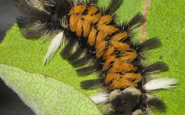 black, orange white caterpillar on green leaf