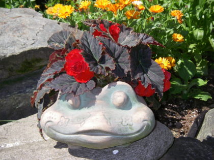 front planter with red begonia