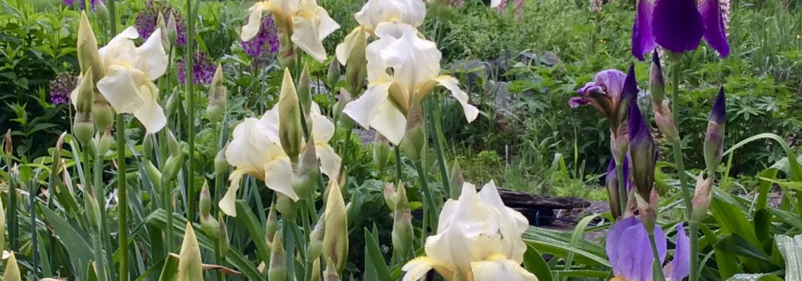 Irises, white & purple