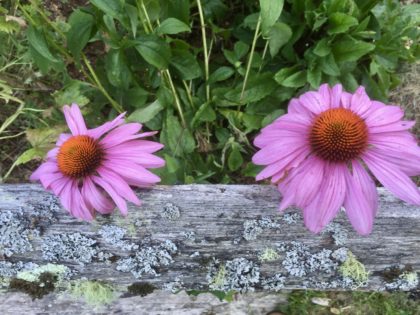 pink echinacea peeking over grey fence