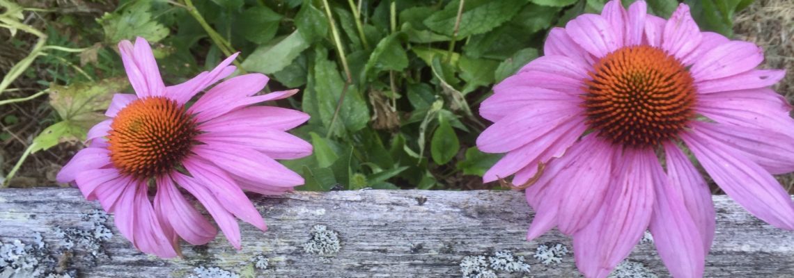 pink echinacea, grey fence