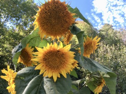 yellow sunflower, blue sky