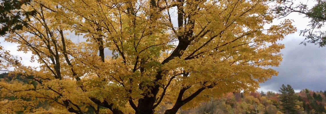 Sugar maple in fall