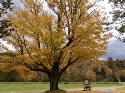 Sugar maple in fall