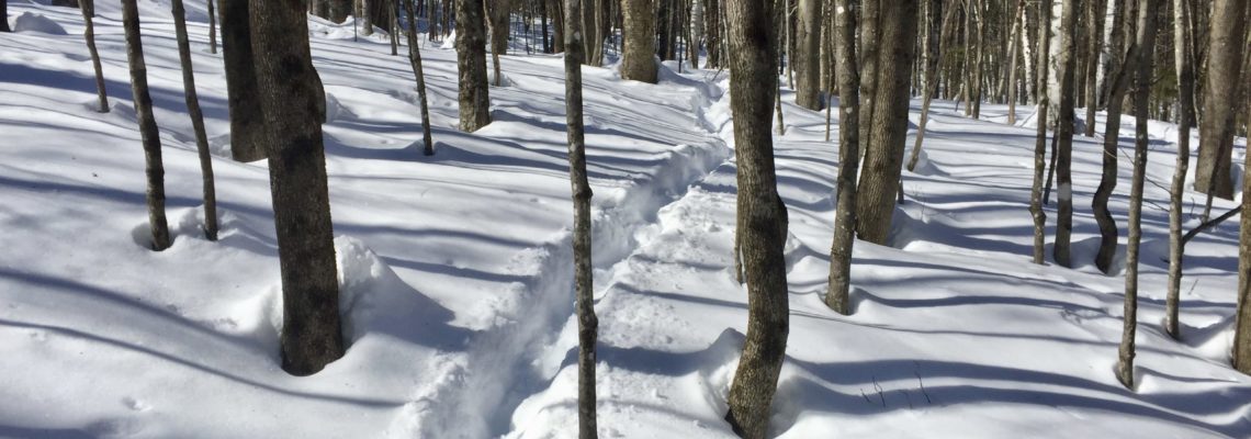 header- XC ski track through woods