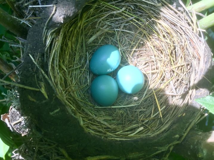 robins eggs in nest