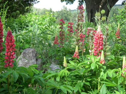 red lupines