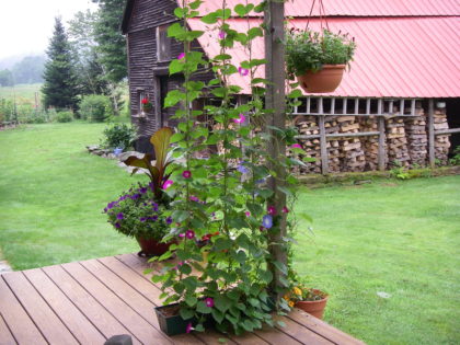 morning glories growing on deck, barn, stacked wood