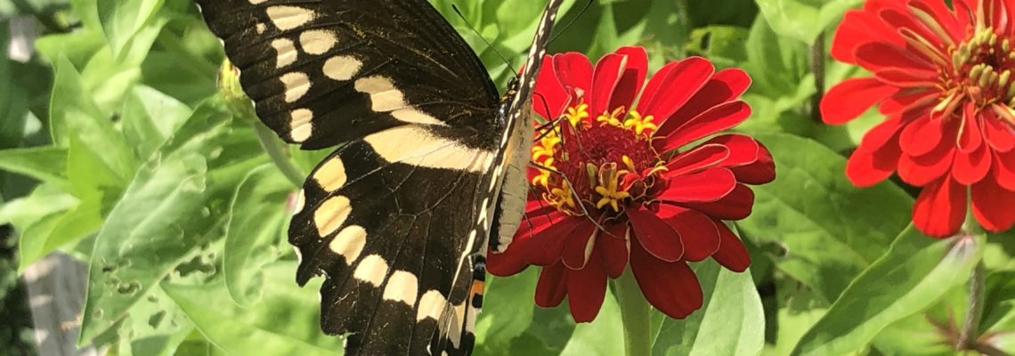 swallowtail, on red zinnia